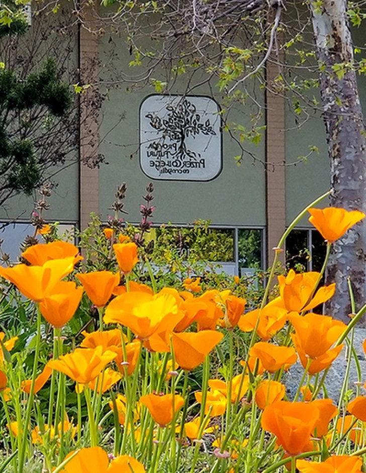 A view of blooming california poppies in front of scott hall